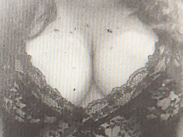SEXYPUSSY100 free sexy photo